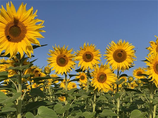 Sunflowers